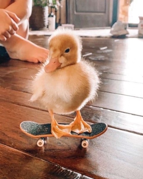 Skater duck  via @thesassyducks instagram page