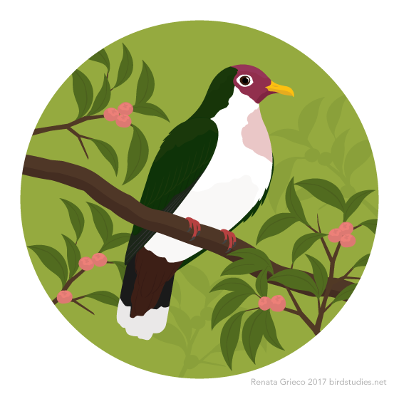 April 19, 2017 - Jambu Fruit-dove (Ramphiculus jambu or Ptilinopus jambu)
These fruit doves are found in southern Thailand, Malaysia, Brunei, and Indonesia. They eat mostly fruit, foraging in trees or on the ground for fruits dropped by other...