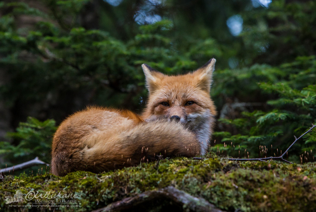 morgondagg:  Hello Foxy Lady by Wesley Liikane 