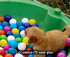 recklessclones:cosimaniehaus1796:exclusive Delphine sneak peeksI have a rule to reblog this every ti
