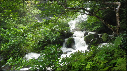 JUNGLE RIVER BELOW TODOROKI FALLS