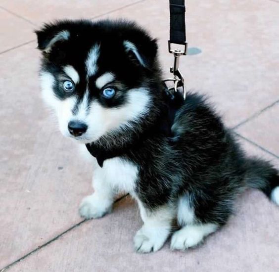 aww-so-pretty:  husky lover
