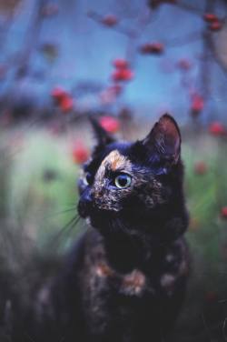 catsbeaversandducks:  Kate The Beautiful Tortoiseshell  &ldquo;Her name’s Kate and she’s a rescue cat. When I first met her, in spring 2013, she was 2 months old and she resembled Kate Moss - really thin, with distinctive legs. Ever since she lives