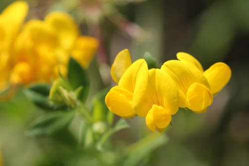 Lotus corniculatus is a common flowering plant native to grassland temperate Eurasia and North Afric