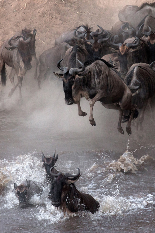 brazenbvll:  Large Migration of Wildebeest : (©)  