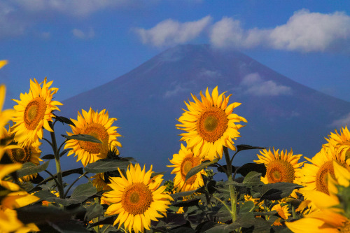 expressions-of-nature:  by Shinichiro Saka Mount Fuji, Japan 