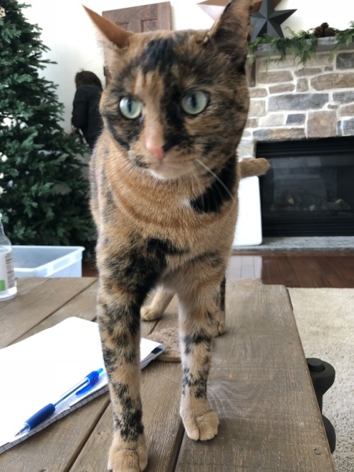 iloveurcat: lukeskywulkers: she’s winking at me !! She’s so talented! I love her!!!