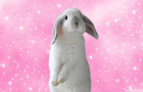 camzi:Bunny