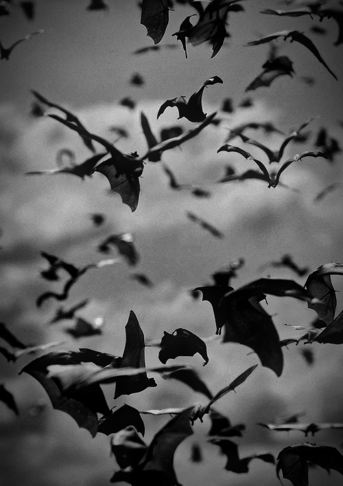 XXX slobbering:  Bats!  photo