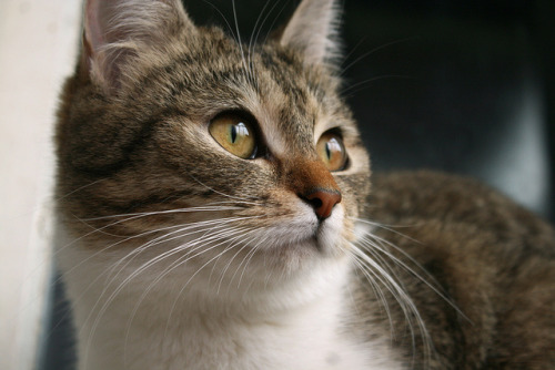 Cats are people, and the sooner the world accepts that fact, the better off the world will be.”― H. 