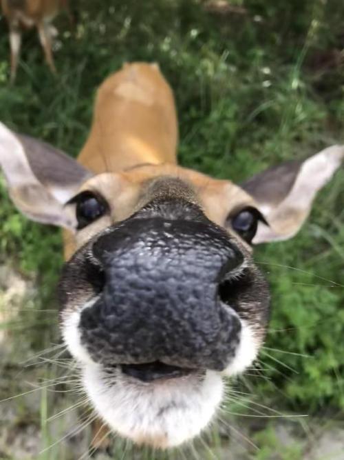 awwww-cute:  The deer on Fire Island, NY are very friendly. They REALLY like iPhones as well. (Source: https://ift.tt/2LtWNV9)