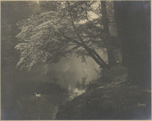 memoryslandscape:John G. Bullock, [Swan on a Stream], late 19th - early 20th century