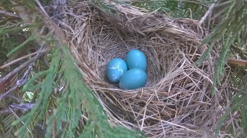 Porn photo Beautiful eggs I found on my in laws’ yardSource