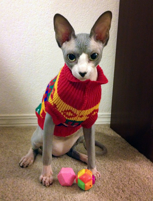 pineapplemachine: pineapplemachine:  Psa! Wtf is wrong with people who dont like hairless cats. They can wear sweater cuz They. Are. Nakey. GOBLINSSSS!!!  I bring u proof 