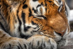 beautiful-wildlife:  Zzzzzzzz … Prrrrrrrrrr by Brigitte Charbonneau