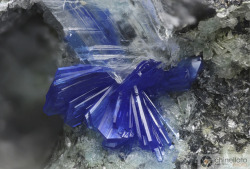 underthescopemineral:  Linarite PbCuSO4(OH)2Locality:Podere  del Cancellino (Podere dei Cancellini) slag locality, Canina Valley,  Sassetta, Campigliese (Campiglia Mountains; Campiglia Ridge), Livorno  Province, Tuscany, Italy    2.28 mm group of Linarite