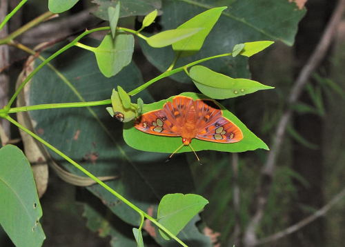 redlipstickresurrected:Brisbane Insects - Rare Redeye Flat male in Karawatha Forest Rocks Circu