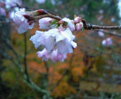 十月桜、御岳山　東京