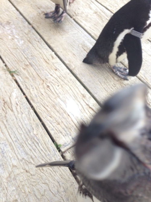 lost-lil-kitty:  The penguins attacked my phone as well lol!