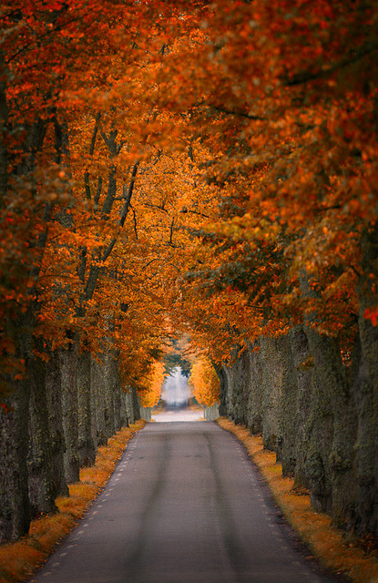 rain-storms:  Fall is here by Pierre Pocs on Flickr. 