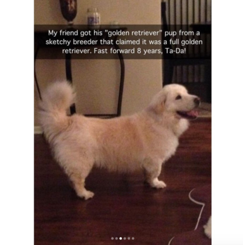 babyanimalgifs:  Dog snaps