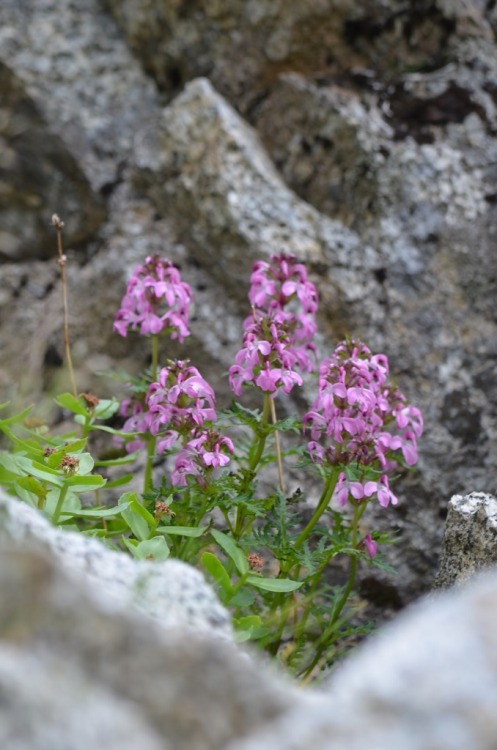 Pedicularis japonicaYotubasiogama