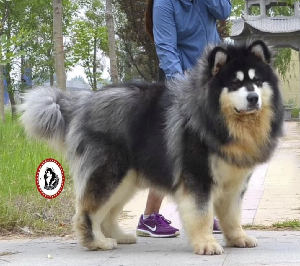Investigating East Asian Giant Malamute 