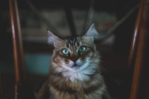All Cats Are Beautiful
