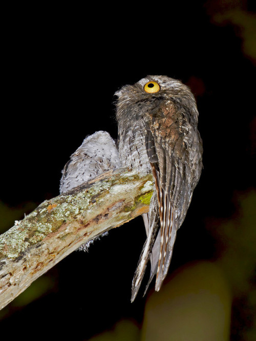 be-boheme:jumpingjacktrash:peoplemask:tastefullyoffensive:The Potoo bird always looks like it just s