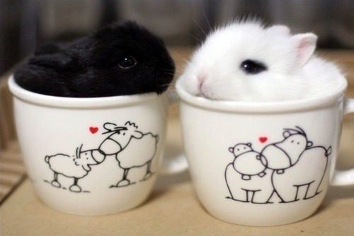 gobroadway:  bunnies in tea cups 🐇☕️