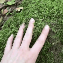 MOSS STIMBOARD For @thebina