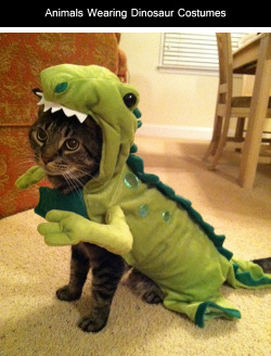 tastefullyoffensive:  Animals Wearing Dinosaur