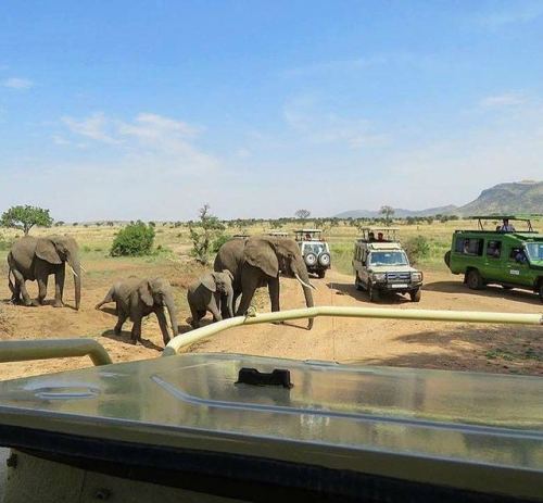 Game viewing. Photography by @firstclasstripreviews #elephants passing the #safari #jeep #traffic @s