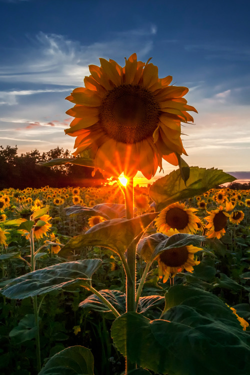 lsleofskye - Sunny SunflowerBaby ✨