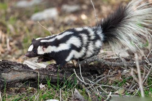 end0skeletal-undead:  Western Spotted Skunk by