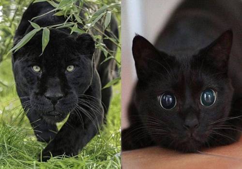 dancingstarsonmeme:sufficientlylargen:catsbeaversandducks:Panthers & Pocket PanthersVia Trastorn