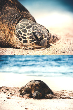 wavemotions:  Honu