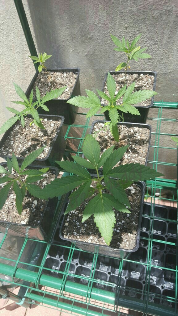 tree–daddy:  Half of the Ghost Train Haze seedlings resting in the greenhouse