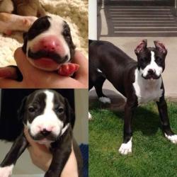 babyanimalsdaily:  Mustache puppyFollow Us