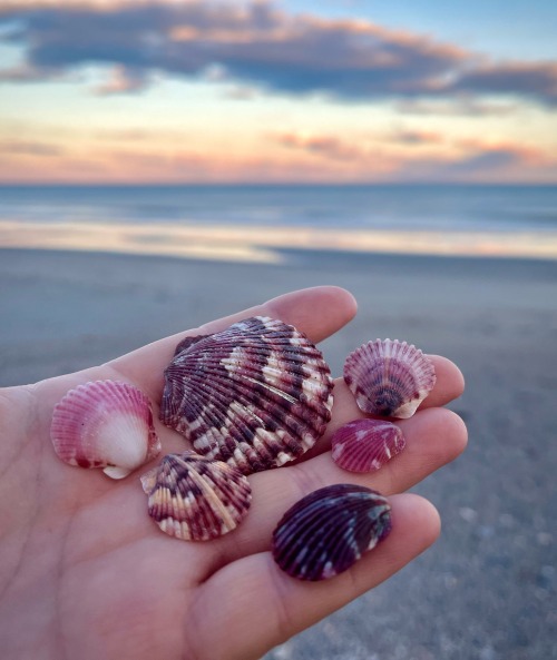 Beautiful Scallop Shells I Picked Up On My Walk Earlier.