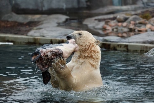 virginiaviking:  southernsideofme:  The polar bear in Copenhagen Zoo gets a cow head about once a week.  At first you think he had a cow friend playing in the water with him, and then it becomes clear
