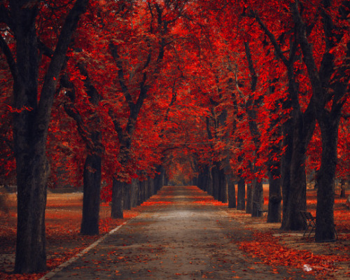 Porn drxgonfly:  Red Forest (by  Ildiko Neer) photos