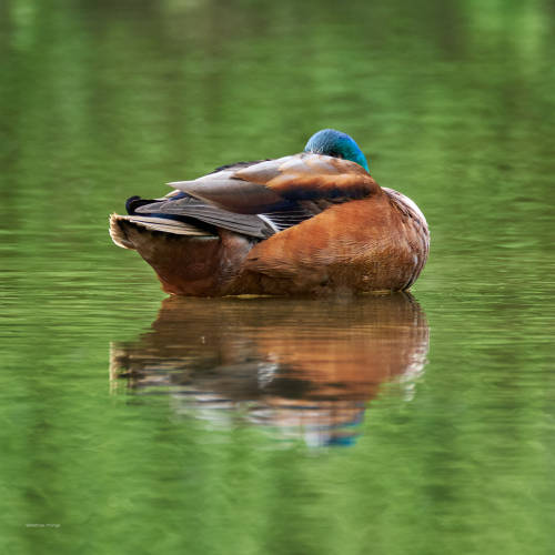 Another floating duck - a hybrid mallard with wonderful colors