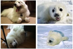 skookumthesamoyed:  skookumthesamoyed:  Skookum or Seal Pup?   A stellar addition to the Skookum / Seal Pup portfolio! 