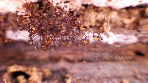 わぁ☆なんかキラキラのクモノスホコリ見つけた☆ #myxomycetes #slimemold #粘菌 #変形菌