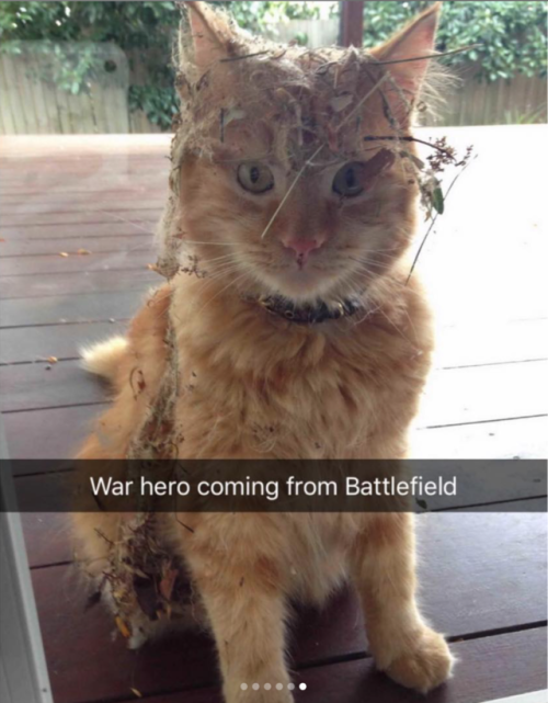 babyanimalgifs:Cat snaps