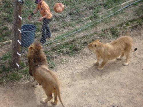 Some of their animals also look downright obese. (I have not been picky with these images.)Yes, that