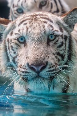 vurtual:  What Are You Doing Here? (by Harimau