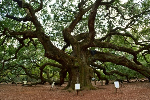 Angel Oak Tree in Charleston SCThe Angel Oak Tree is estimated to be 400-500 years old!