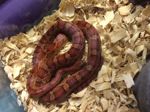 nick-espergotten:My mally baby (Mallory) is so beautiful. She’s a corn snake and about 3.5 feet long